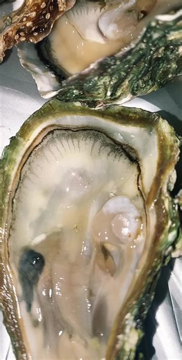 Fresh Oysters Tasting Experience in the Kitchen