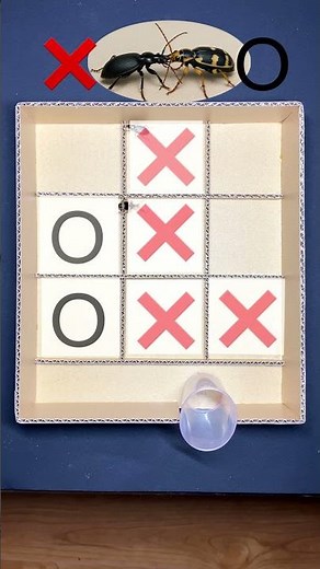 Beetle Battle Tic-Tac-Toe: X vs O in a Mini Maze!