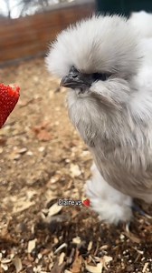 🐔 Silkie Chickens FOR SALE 🐔 Perfect for pets, breeding, or backyard flocks. Chicks, eggs, and adults ready now. 📩 Message for prices and availability. . . . #SilkieChickensForSale #SilkiesForSale #FluffyChickens #BackyardChickens #ChickenBreeder #PoultryForSale | Kate’s Silkie Chickens