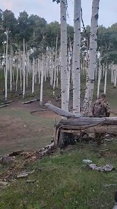 119K views · 47K reactions | The coolest video this year from @choncho_21_ !!! Dream scenario a herd in the aspen’s on a waterhole screaming their heads off!!! What a hunt !! #huntriven #elkhunting #elkcalling #elkhunt #elkcalls | HUNT RIVEN | Facebook