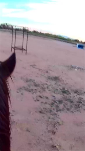 Unleashing New Possibilities: A Journey with Horses