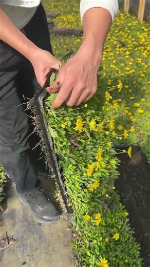 Crown Daisy Seedlings in Plug Trays | Easy Home Gardening & Fast Growing Greens 🌱#CrownDaisy