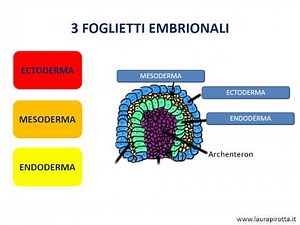 11. Discovering the CNS - Embryology