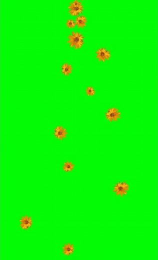 The Fall - Shower of Flowers Animation - GreenScreen Template - animating Flowers fall free use