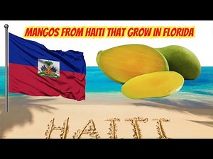 Mangos from Haiti That Grow In Florida