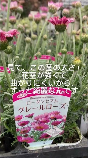 浜松みやざき農園 ローダンセマム 育て方 花苗 ガーデニング