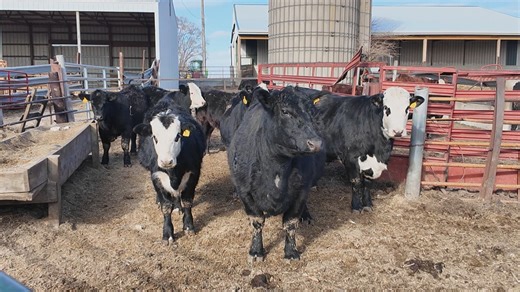Farmers prepare livestock for cold weather
