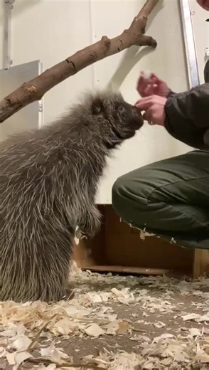 This video shows one of our porcupines receiving medicated eyedrops to treat an eye condition. Our keepers work with our animals to positively reinforce their natural behaviors to enable them to participate in their own care and be more comfortable with medical procedures when they are needed. 📹: Senior Keeper Gwen | Prospect Park Zoo
