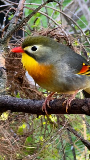 Chinese Nightingale Singing aka red-billed leiothrix (Leiothrix lutea) | Tropical Aviary Birds - Torben Dehlholm