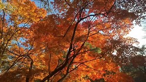 11K views · 201 reactions | JETRO brought 15 delegates of the #58thMissInternational Beauty Pageant to Hokkaido as a way to support the recovery effort and also to promote Hokkaido tourism and products to the world! | Miss International | Facebook