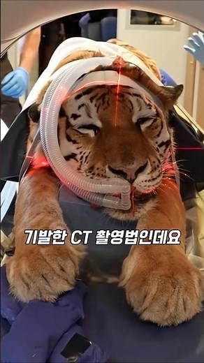 Custom CT Scanners for Animals: The Incredible Sights Created by Veterinary Technology