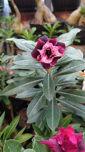 Seeing the fertility of adenium 🥰