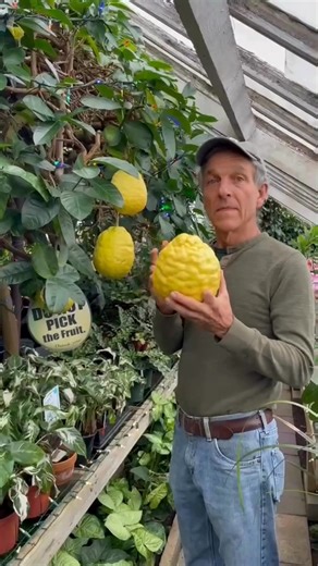 🍋✨ Meet the Ponderosa Lemon! This three-pound beauty grew on one of the oldest trees in our greenhouse, planted by Byron’s grandfather back in 1900. 🌿 This historic tree has been producing these massive, aromatic fruits for generations, with one even weighing in at a whopping 5 pounds! 😮 Can you imagine the lemony goodness this brings to your recipes? 🍋✨ Share your thoughts below! Would you take on the challenge of cooking with a lemon this size? 🤔👇 #CitrusLovers #GardenGoals #GrowingFood