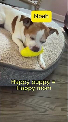 Best Puppy Chew Toy for Teething Puppies 2026 🐾 | Before & After