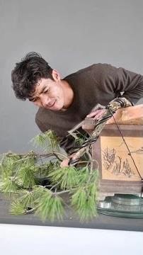 Let's learn bonsai together, Episode 244: Shaping a black pine bonsai