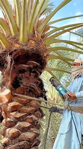 Teknik merapikan tanaman kurma