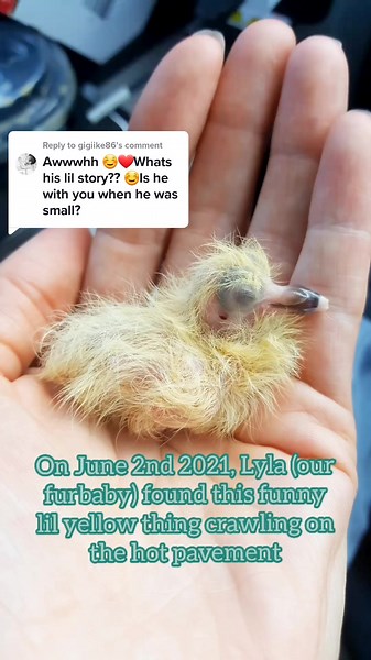 Adorable Baby Pigeon Moments: A Glimpse into the First Month of Life