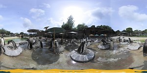 Immerse yourself in our Penguins Rock nest site with our latest 360 VR video. (pssst... Watch out for one of the older chicks chasing an adult around the nest rings at around 30 seconds in!) Want to visit the penguins and say hello in person? Don't forget you can save when you book online: http://www.edinburghzoo.org.uk/ | Edinburgh Zoo