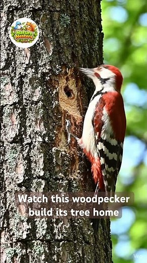 Amazing Woodpecker Making a Nest in a Tree| @NatureNesters-b4b #wildlife #birdnest #birds #shorts