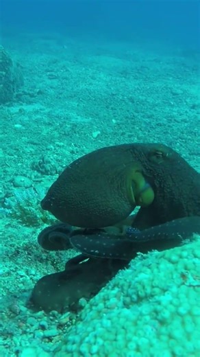 The Octopus That Disappears Into the Ocean Floor #naturedocumentary