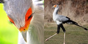Mythical-looking bird has killer eyelashes and will stomp snakes to death