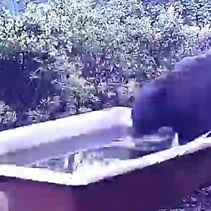 Are tigers friendly with other animals like humans? | Randolph's open 10 ball tournament