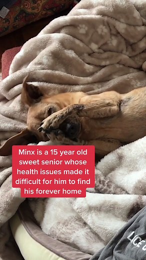 Senior Dogs Need Love Too 💕 Hugs for Minx