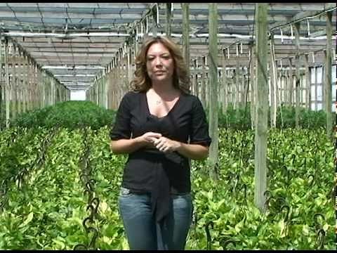 How To Pinch Your Pothos