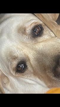 Talking Dog- Ultimate Dog Tease 🐶