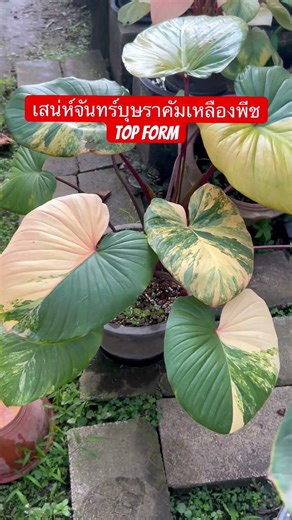 บุษราคัมเหลืองพีช Top form สวยมากคะ #flowers #plants #garden #ไม้มงคล #เสน่ห์จันทร์