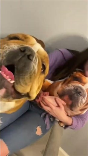 The Best Gift Every Pet Lover Will Surely Love! 🐾💕 | PillowPug