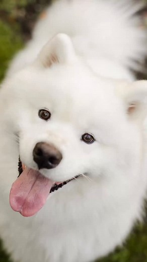 When mama and papa surprise you with the best birthday present🧁😚! Happy 3rd birthday to the sweetest big brother to be! You will always be our first baby, Mangolino🤍✨! Thank you @caper.and.co for capturing our growing family so beautifully and @jujulet for our gender reveal cake 🩷! | Mango the Sammy