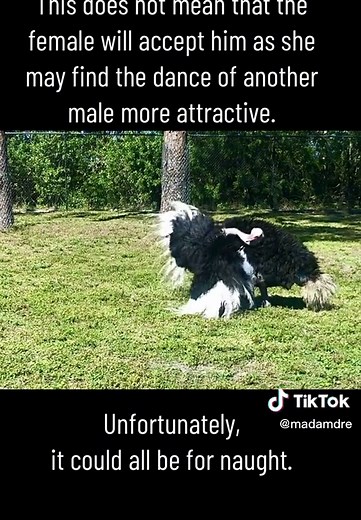 Ostrich Mating Dance: The Elaborate Ritual of Love