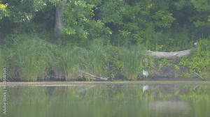 Grey heron sneaks along the shore of the lake and looks for prey