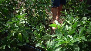 192K views · 4.3K reactions | Bell Pepper / Atsal Farming Guide | Pests and Diseases Control Thripshield shopee Link https://s.shopee.ph/9pWkH7s0ah Ang Akasa, Thripshield at Equival Pro ay Available din sa Agrisupply Nationwide mga idol. For More information at paano ito gamitin please Visit and follow Agway Chemicals Corporation. Thripshield shopee Link https://s.shopee.ph/9pWkH7s0ah | Pinoy Palaboy | Facebook