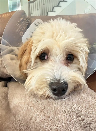 I had a little accident but mumma took me to vet and now I have to wear this cone!!!!! #cavapoochon #cutestbaby