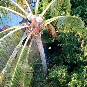 46K views · 289 reactions | Ang pinakamahusay sa isang hari ng unggoy na nagpuputol ng puno ng niyog na nakatayo malapit sa bahay | Barista Jahid | Facebook