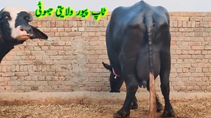 5.2K views · 168 reactions | ضلع پاکپتن کی ٹاپ پیور نیلی کی جہوٹی فار سیل لوکیشن پاکپتن شریف 03060042917 26,09,2024 | Pakpattan Animals Tv | Facebook