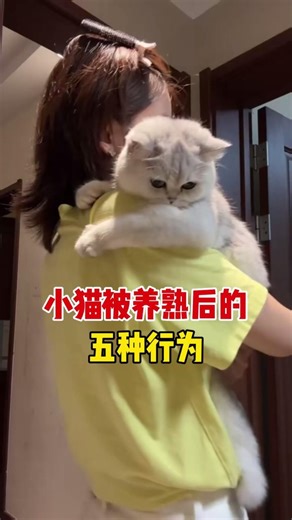 小猫被养熟后的5种行为！ #宠物 #科学养宠攻略 #萌宠百科