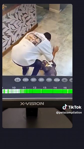 Loyal Dogs Protecting Their Owners | Heartwarming Compilation