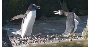 Edinburgh Zoo and Highland Wildlife park in £5m debt crisis due to lockdown