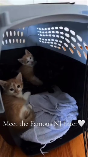 Meet the Famous NJ People Litter!🤍 Frank Sinatra, Dionne Warwick, Whitney Houston, Bruce Springsteen, and Queen Latifab will be available for adoption within the next few days! 🐾 Visit their profile on our petfinder site, link in our bio! For more information for their adoption, email us at info@artemisanimalrescue.com | Artemis Animal Rescue - New Jersey