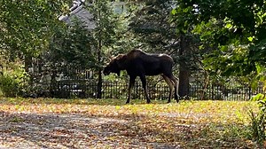 Maine taking applications for this year's moose hunt