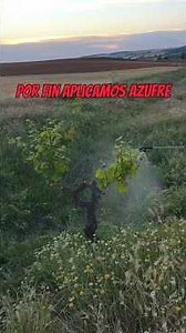Proyecto recuperación cepa antigua. Parte IV.Aplicamos azufre y desbrozamos.