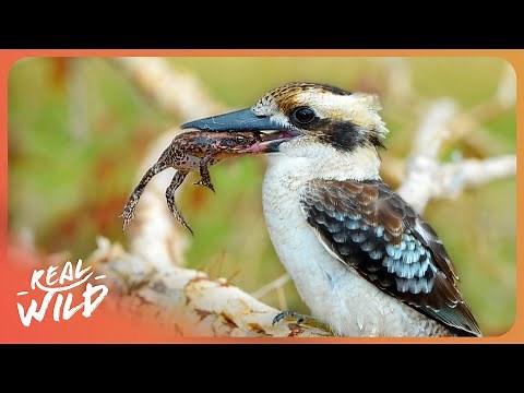 WILDEST AUSTRALIA | Most Resilient Animals On Earth | 4K
