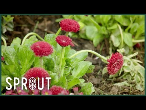 Transforming a Small Garden with Permaculture and Edible Design
