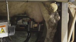 machine à traire technologique. traite hygiénique. à l'aide d'un laser, il trouve les mamelles de la vache et attache les tubes pour la traite.