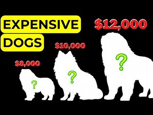 7 MOST EXPENSIVE DOG BREEDS OF 2024