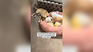 Woman Wonders Why Labrador Is Sleeping On Floor, Then She Looks In Her Bed