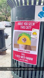 Our cats are still missing… HELP US 🙏 #1833meoowww #missingcats #explodingkittens @itsjaneshaus | Exploding Kittens